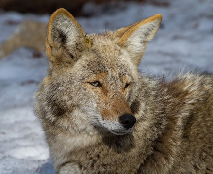 Portrait of a coyote