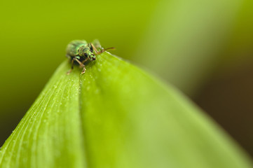 Phyllobius
