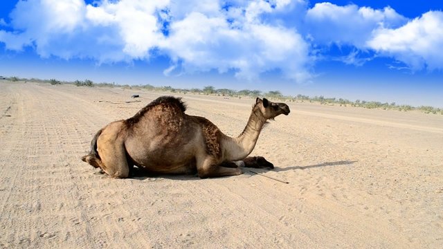 Camel and her son sitting on the road with Wide-angle