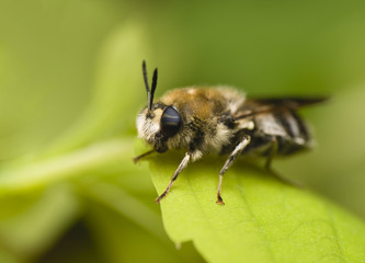 Bearded bee with two-colored eyes