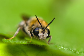 Bearded bee with two-colored eyes