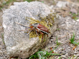 Maikäfer auf dem Stein