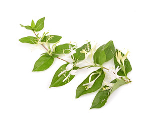 Sprig of honeysuckle with white flowers and green leaves