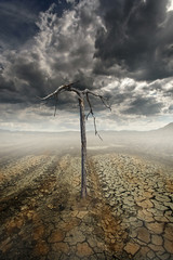 desert and dead tree
