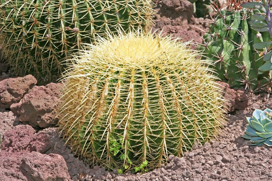 Cactus