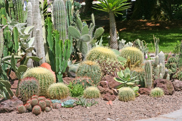 Cactus Garten