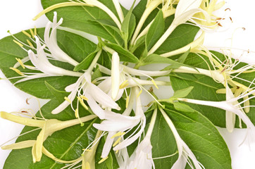 Sprig of honeysuckle with white flowers and green leaves