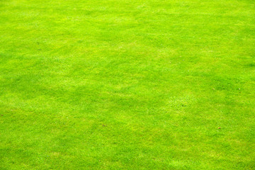 Background of some very green english grass