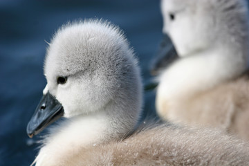 cygnets