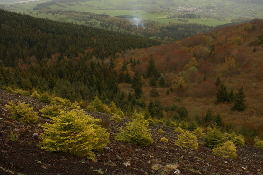 young trees on volcanic slope in massif central