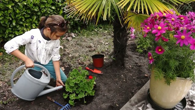 planter un g&eacute;ranium et arroser