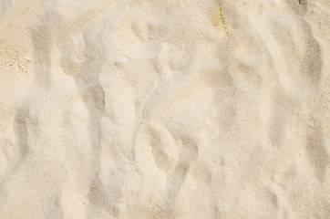Fototapeta na wymiar koral piasek