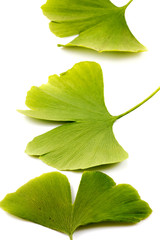 Ginkgo biloba