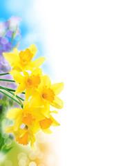 Fototapeta premium Beautiful spring narcissus flowers