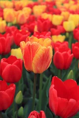 Acrylic prints Red beautiful tulips field
