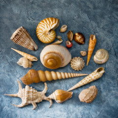 Conchiglie marine