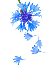 Blue and Cyan Colored Cornflower Isolated on White