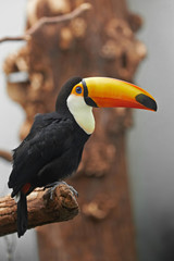 Toco Toucan (Ramphastos toco)