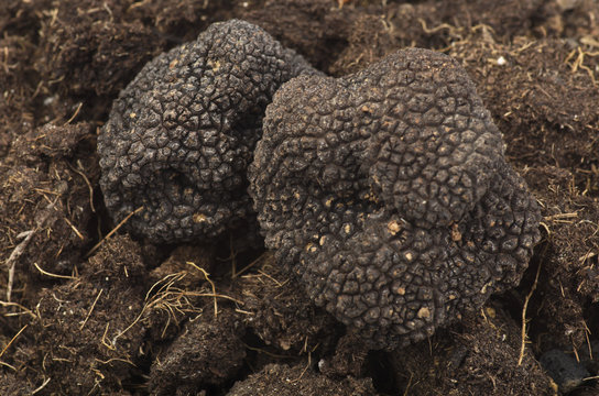 freshly harvested truffles
