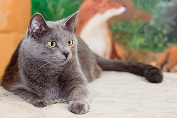 Crey cat