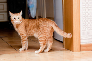 Ginger tabby cat