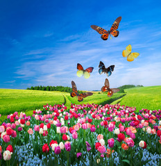 Fototapety  Pole kolorowych kwiatów i grupa motyli