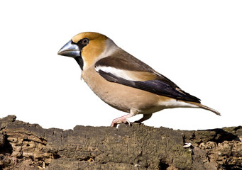 Hawfinch bird