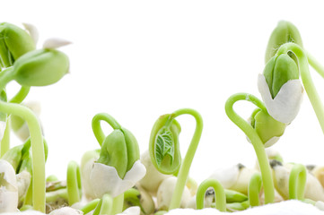 Bean Experiment