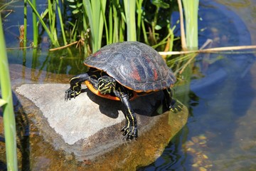 schildkröte auf stein sonnt sich III
