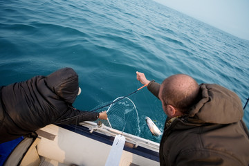 Fishermen pull salmon caught