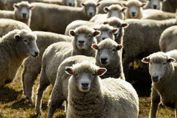 Obraz premium Travel New Zealand - Sheep Farm