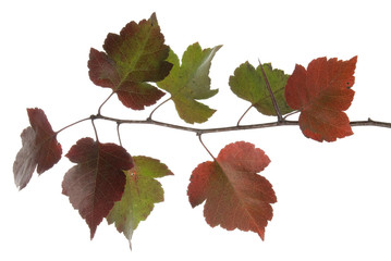 Hawthorn or thornapple tree, in autumn colour isolated on white.