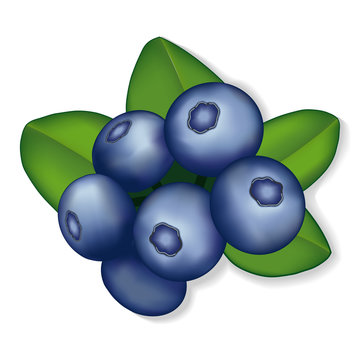 Blueberries illustration, isolated on white.