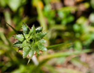 Young pineapple tree with small cloesup