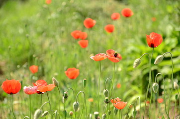 Obraz premium ポピー