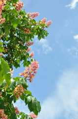 candle of the flower chestnut