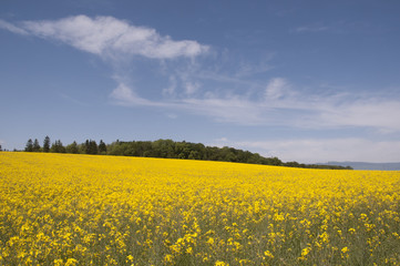 Obraz premium Champ de Colza