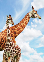 giraffes - 41729245