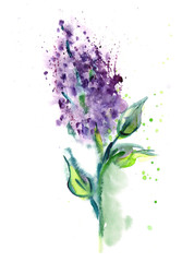 Fototapeta premium watercolor flower
