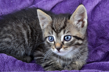 Carte Postale - Chaton tigré yeux bleus