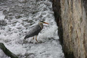 A Heron Bird Feeding at the Base of a Weir.