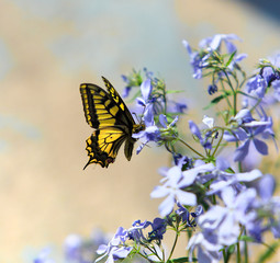 Butterfly on flowers in a garden