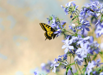 Butterfly on flowers in a garden