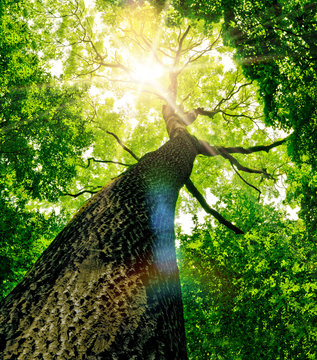 Fototapeta forest