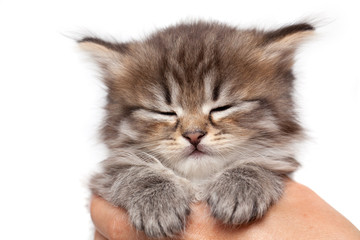 Small kitten in hands of the person