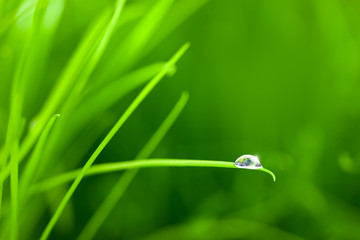World into a Water Drop on Grass / with copy space