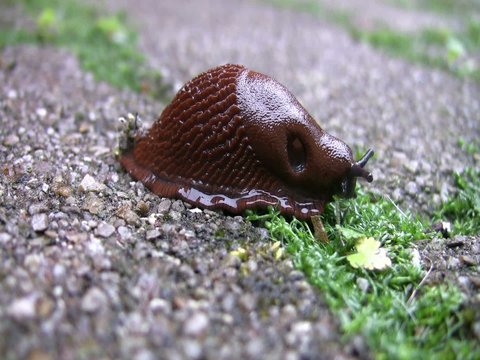 Nacktschnecke fri&szlig;t Blatt