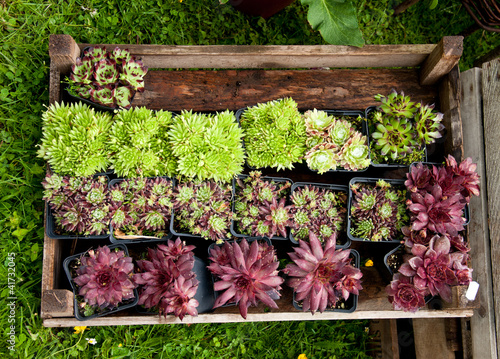 "Sukkulenten Steingartenpflanzen" Stockfotos und lizenzfreie Bilder auf