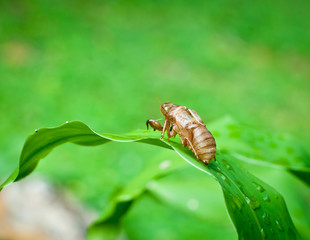 Cicada shell .