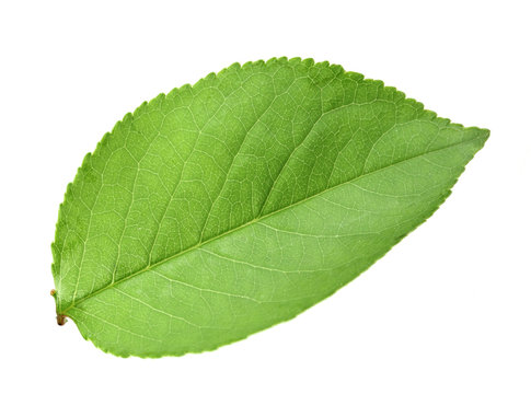 Single green leaf of apple-tree